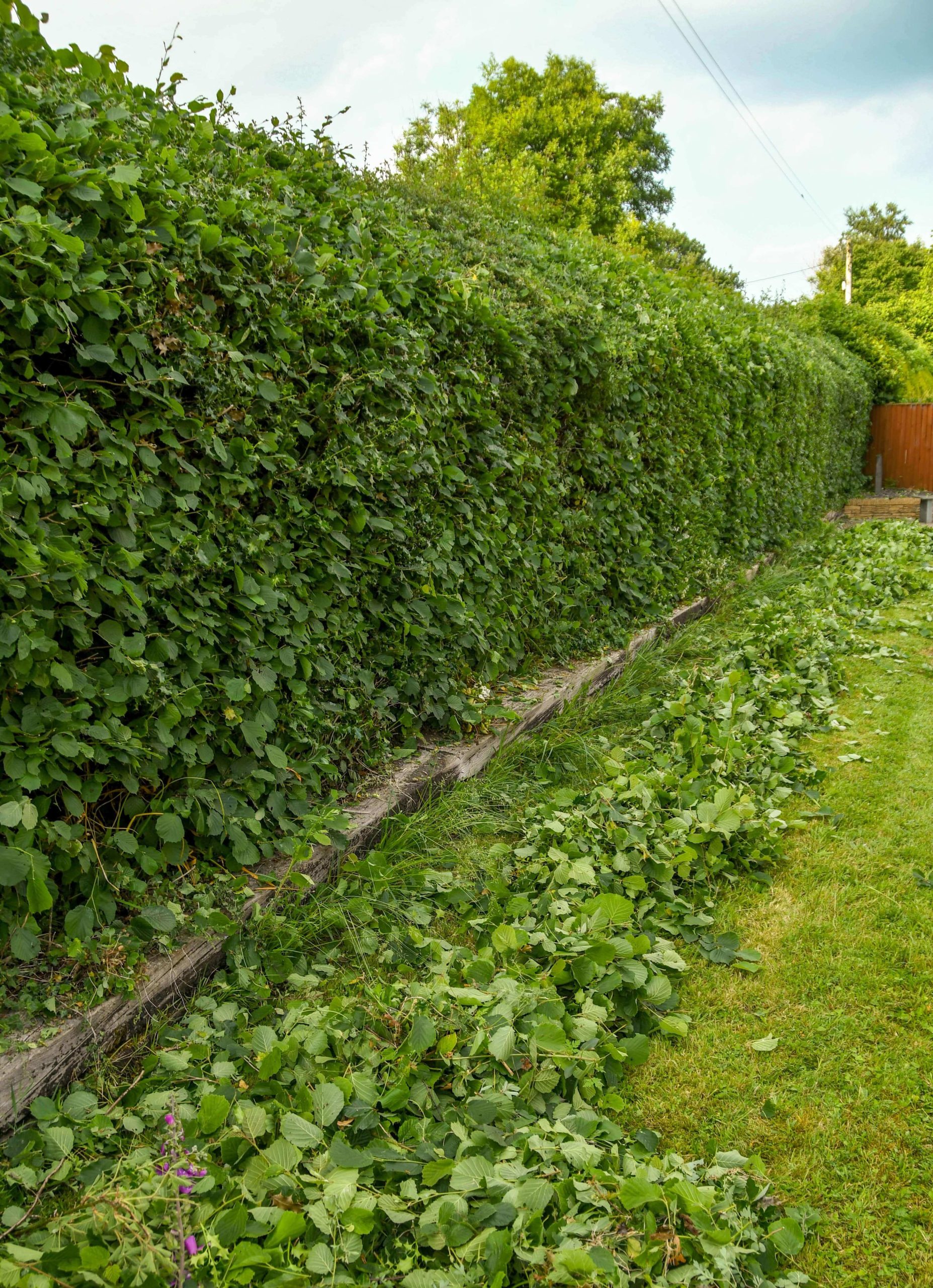 Garden Maintenance Southwark SE1